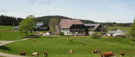 A rural setting with a large building, possibly a farm house, surrounded by green fields and cows grazing.