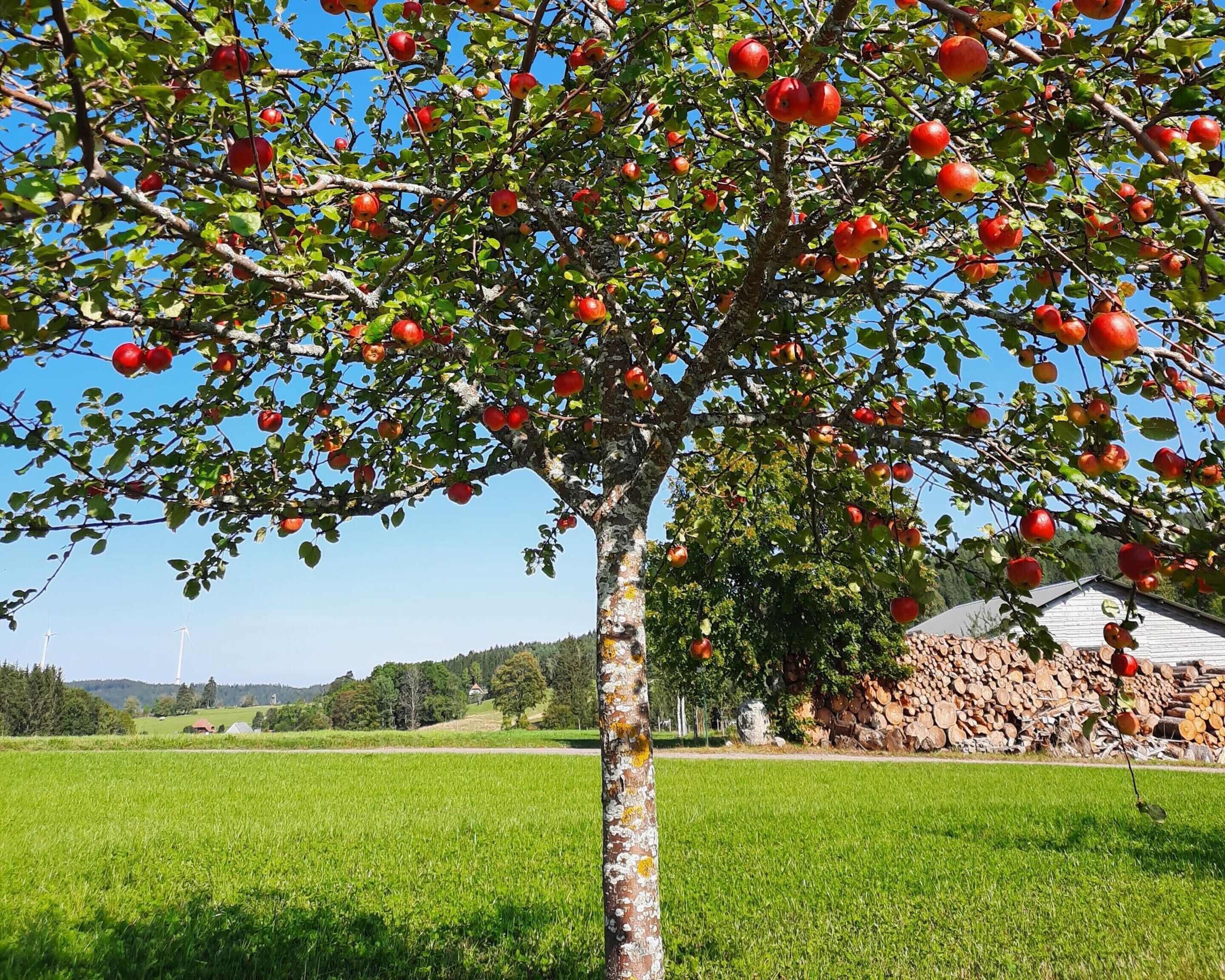 A tree with red apples, a grassy field, and a building in the background.
