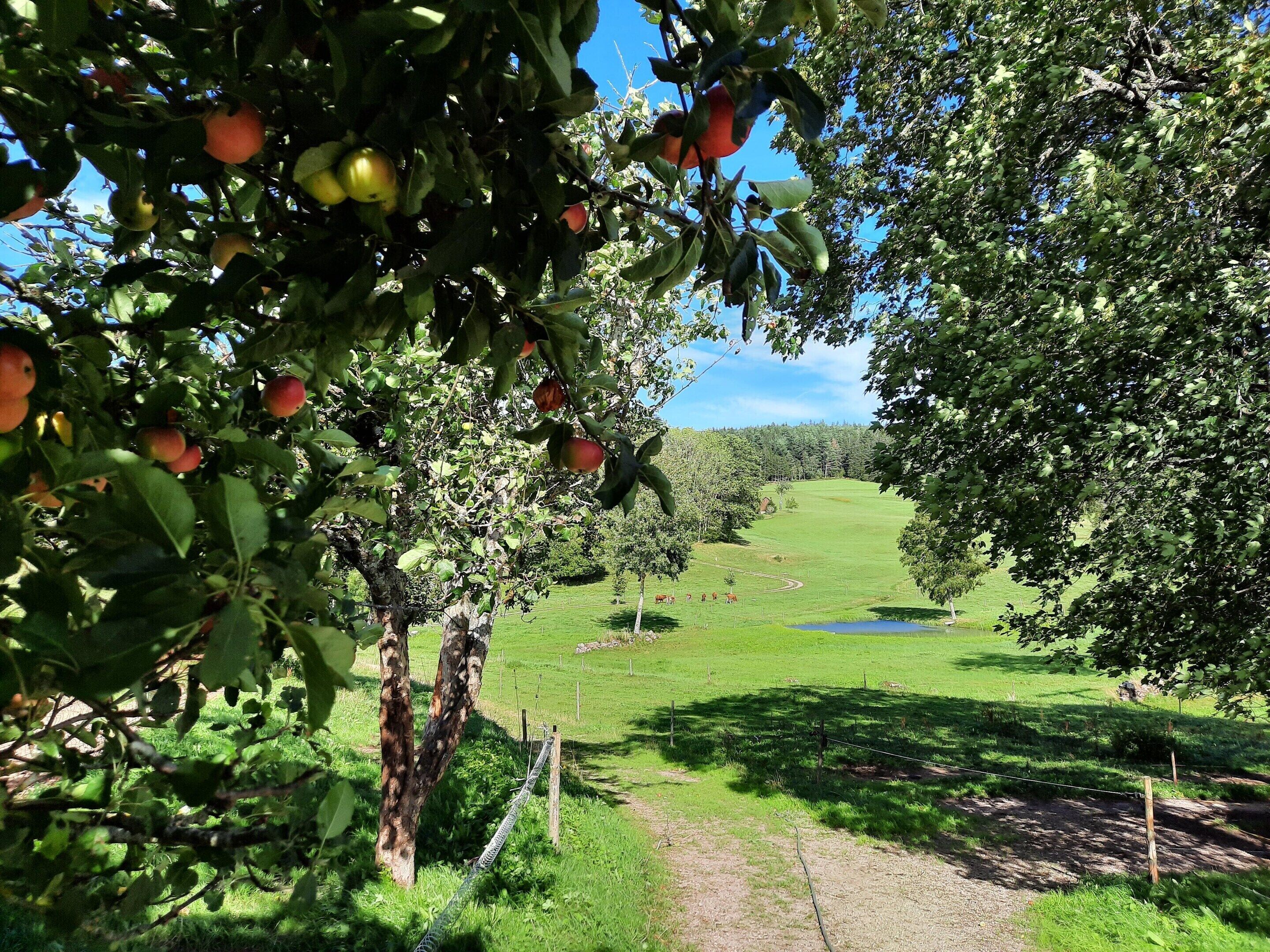 A rural landscape with a tree-lined path leading to a green field, a fence, and a small body of water.