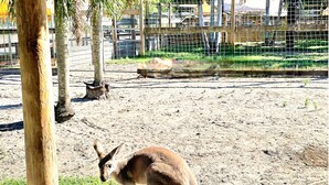 Un kangourou dans un enclos dont le sol est sablonneux et qui contient un poteau en bois.