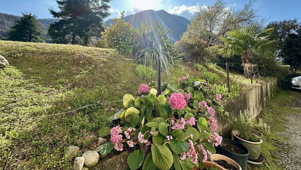 Un jardin agrémenté de plantes d’hortensias, une montagne en arrière-plan et un ciel dégagé.