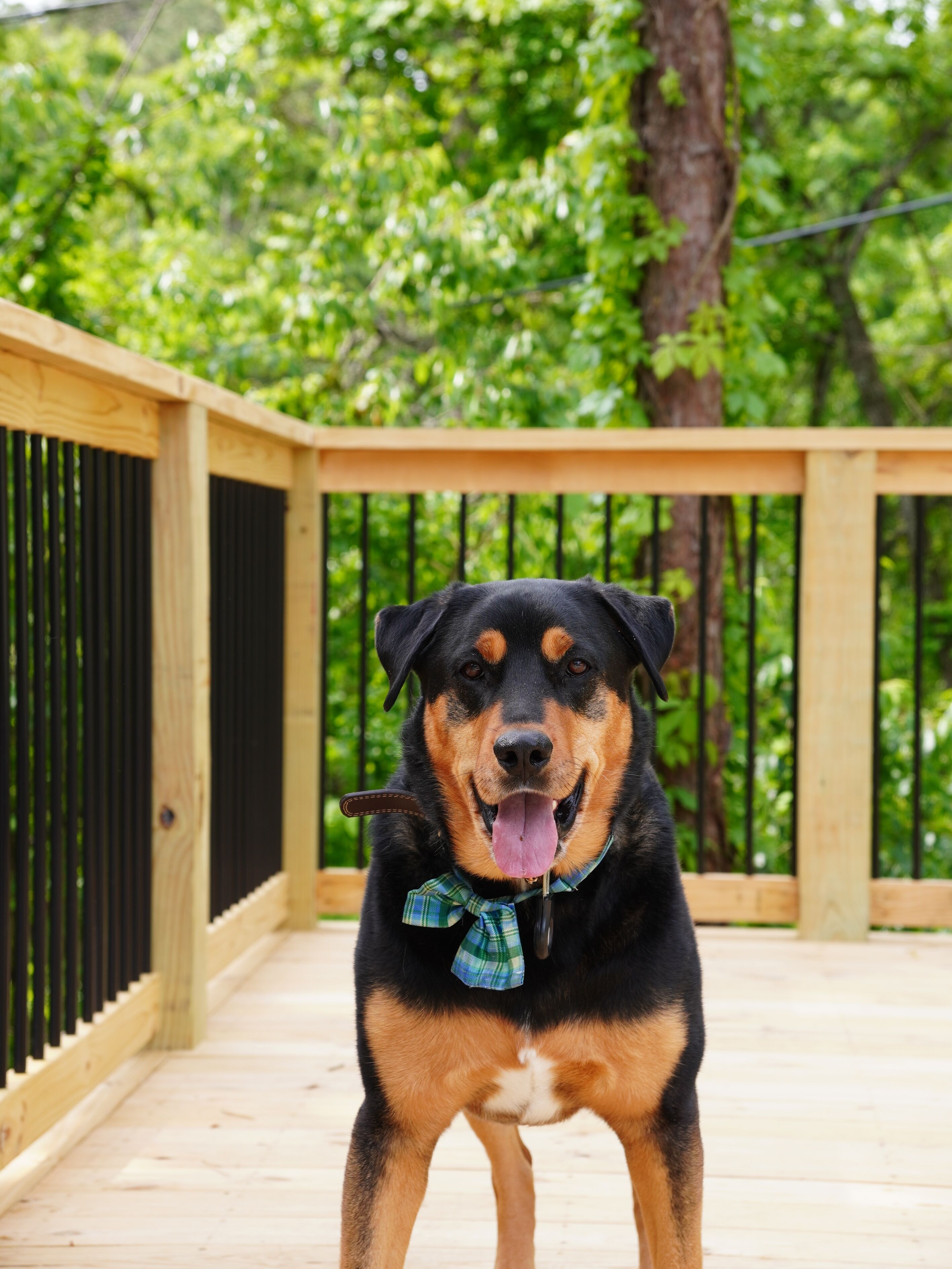 A dog on a wooden deck with a black railing and greenery in the background.