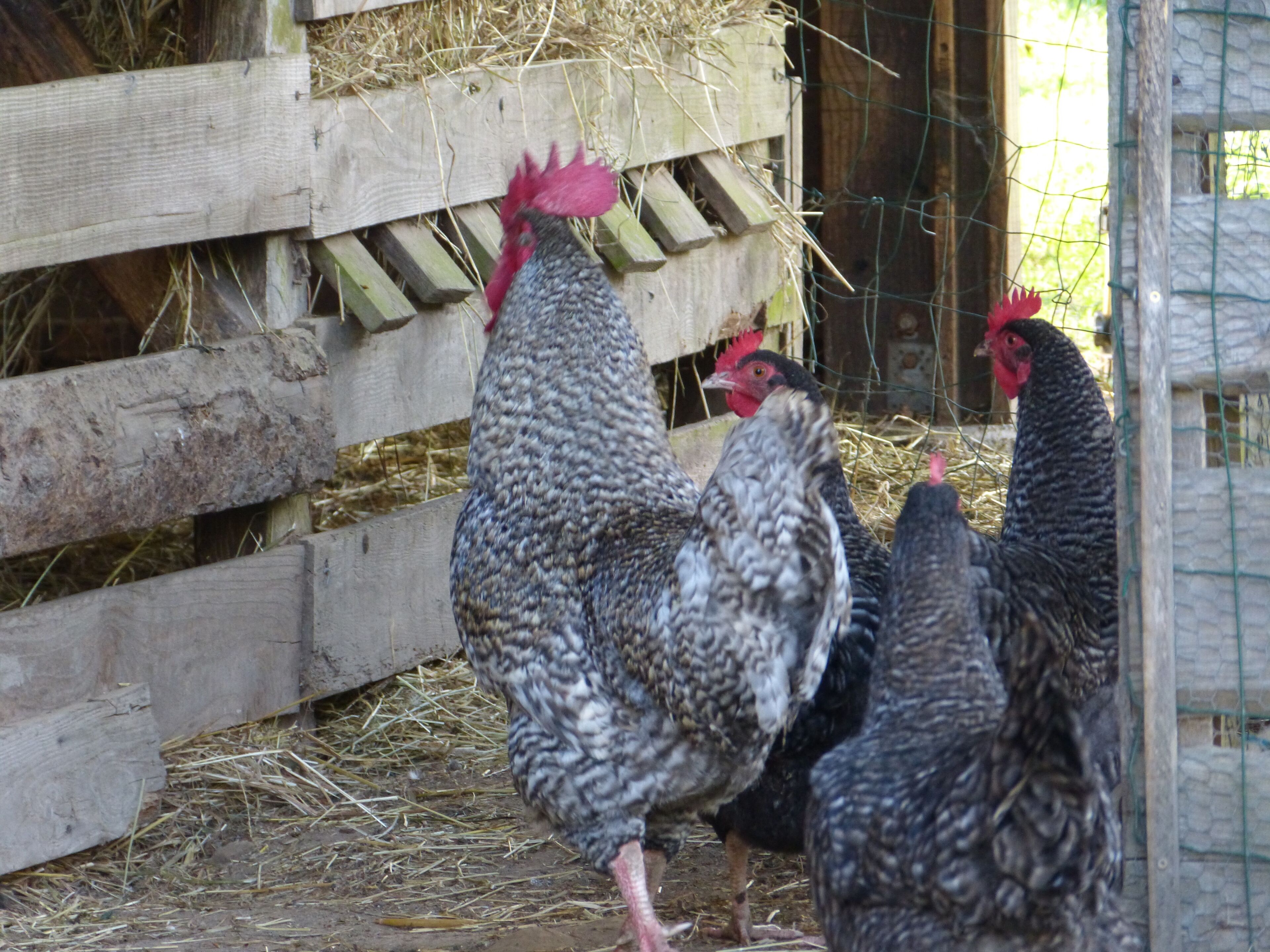 Chickens in a coop with wooden walls and a wire mesh.