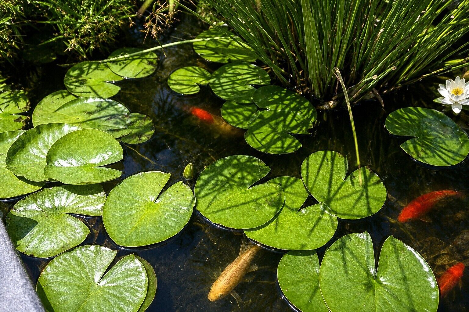 Een vijver met waterlelies, vissen en een witte bloem.