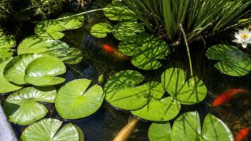 Een vijver met waterlelies, vissen en een witte bloem.