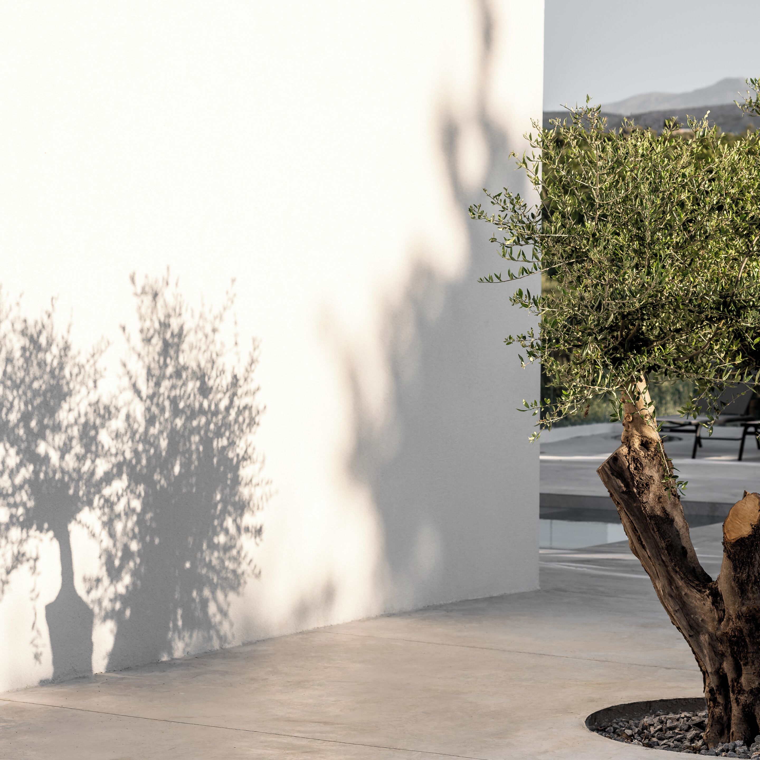 A tree with a unique trunk design, a concrete floor, and a shadow of another tree on a wall.