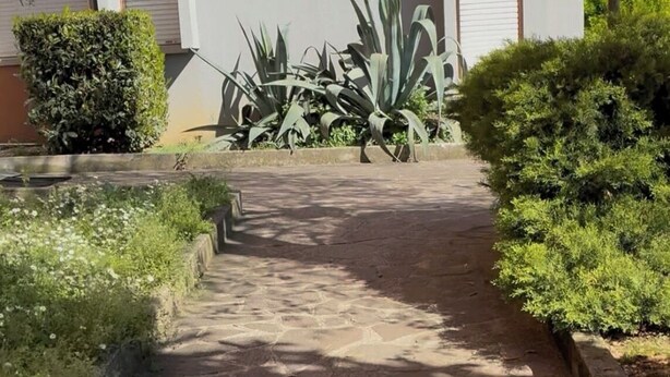 A stone pathway leading to a building with a grey facade and a small garden area with various plants.