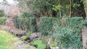 A natural landscape with a stream, dense foliage, and a variety of trees and shrubs. - Lugdine Lodge (Glengarriff)