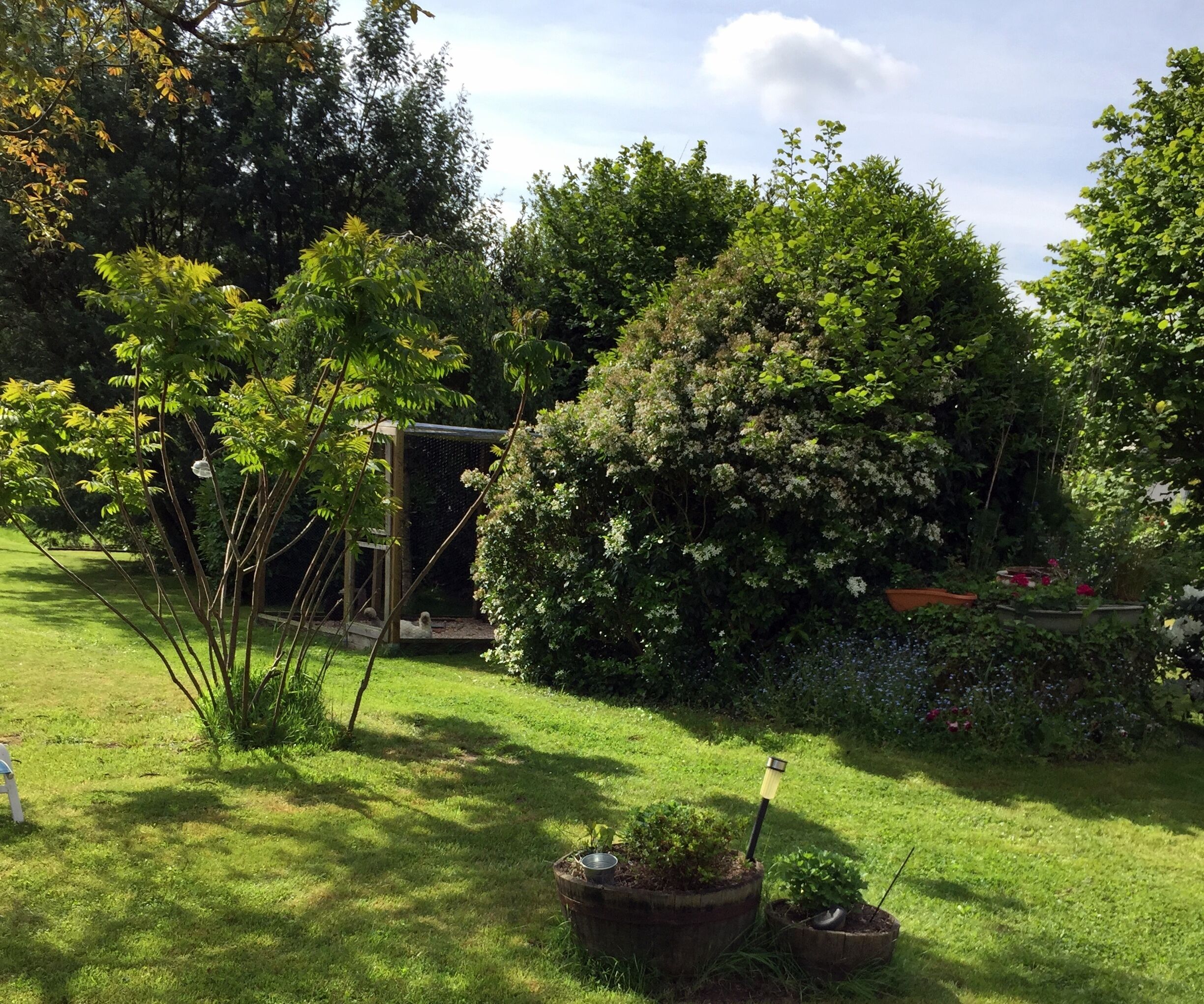 Ein Garten mit verschiedenen Pflanzen, einer Holzhütte und einer Rasenfläche.
