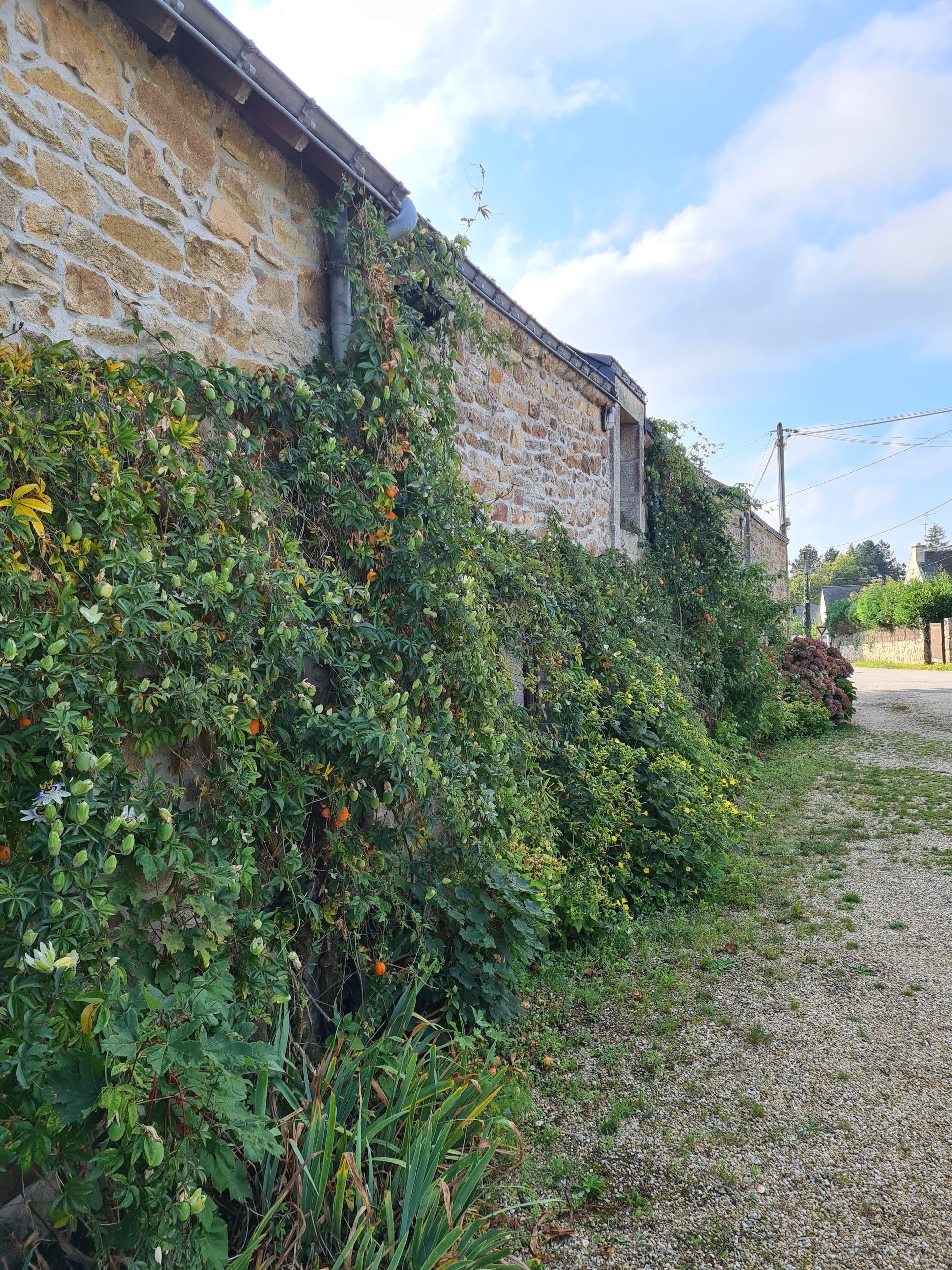 A stone building with a gravel path and dense vegetation.