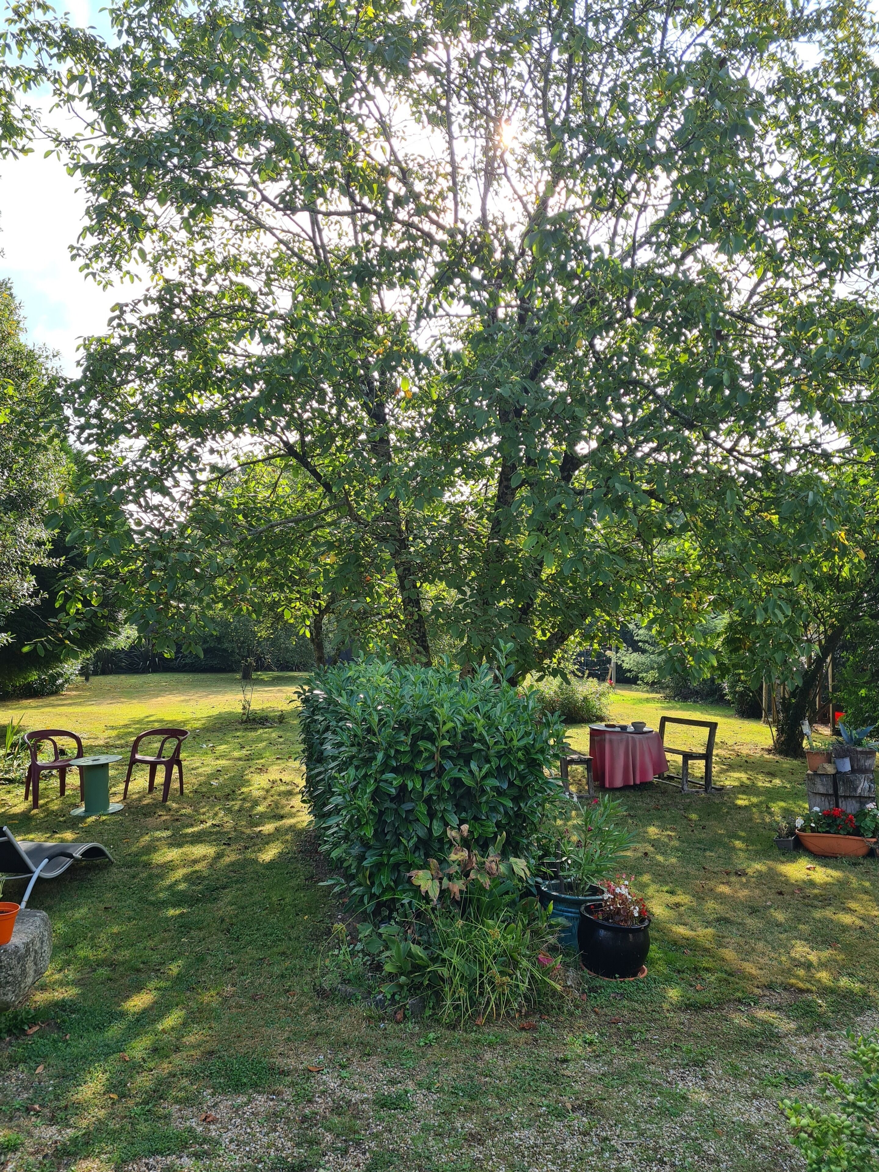 A garden with a table and chairs, a hedge, and a potted plant.