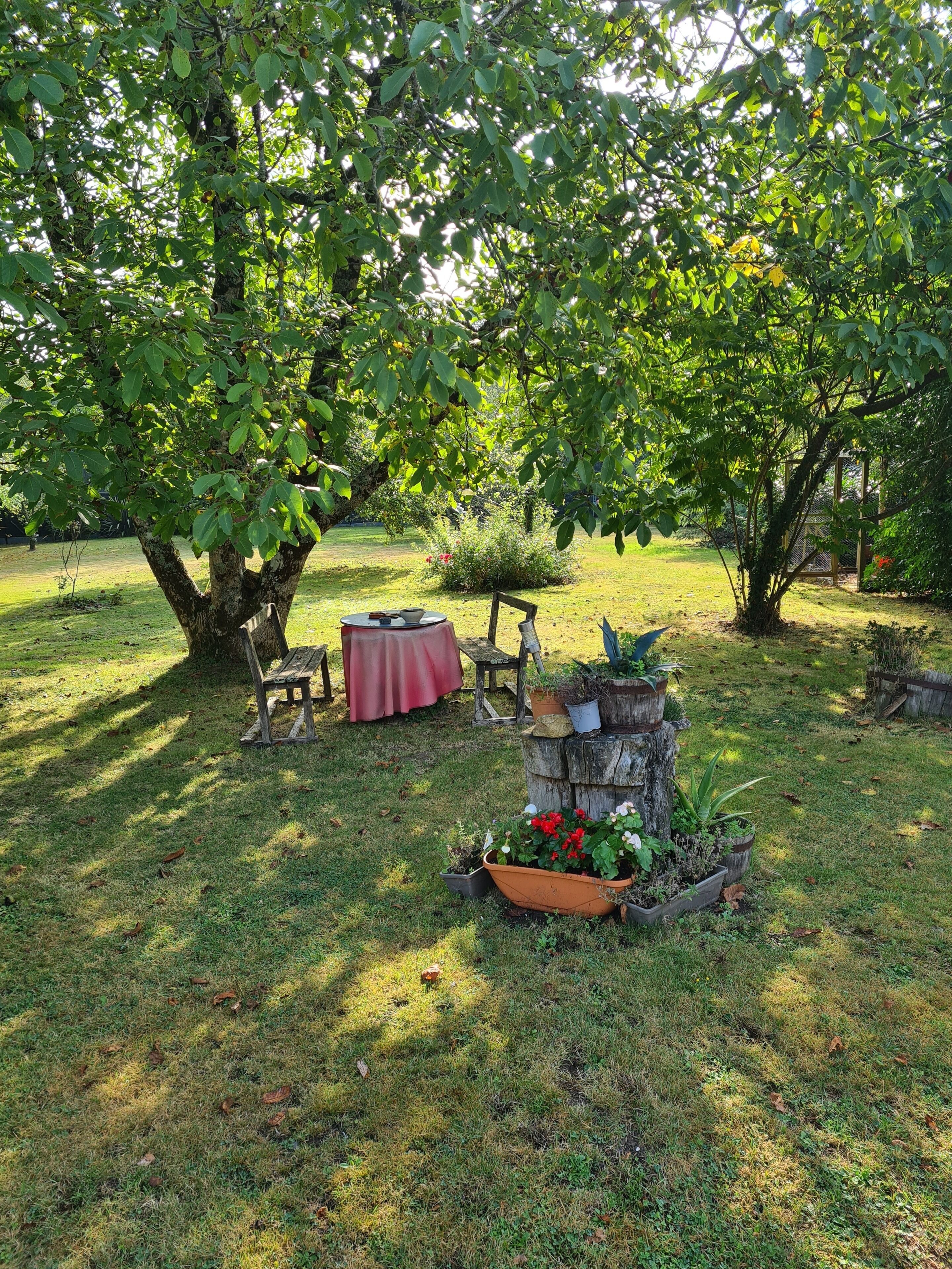 En trädgård med en träbänk, ett bord med en röd duk och en blomkruka med röda blommor.