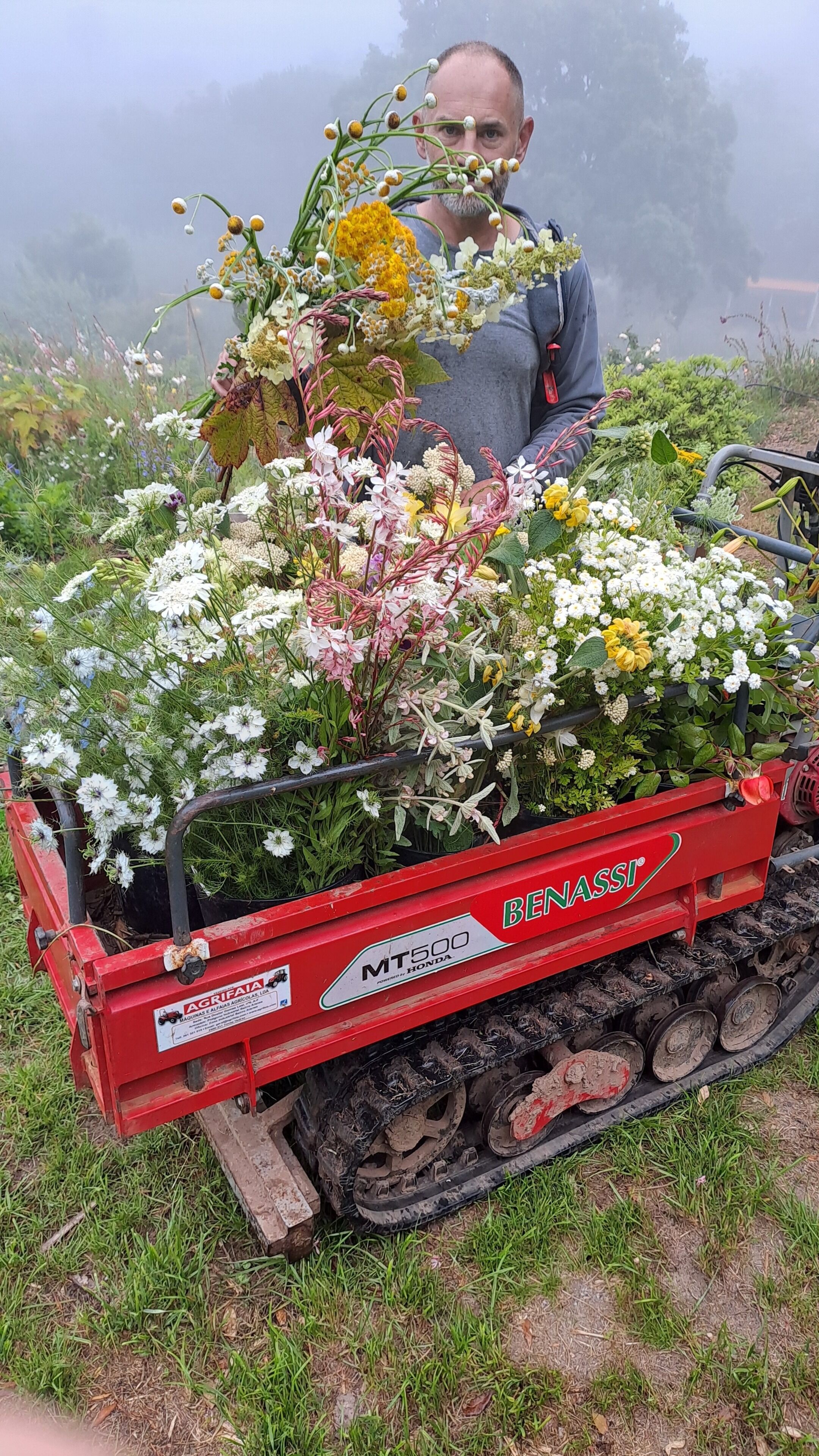 Una máquina agrícola roja con la marca 'BENASSI' y 'MT500', utilizada para transportar plantas.