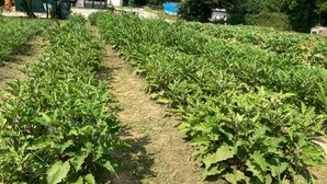Une rangée de plantes vertes dans un jardin.