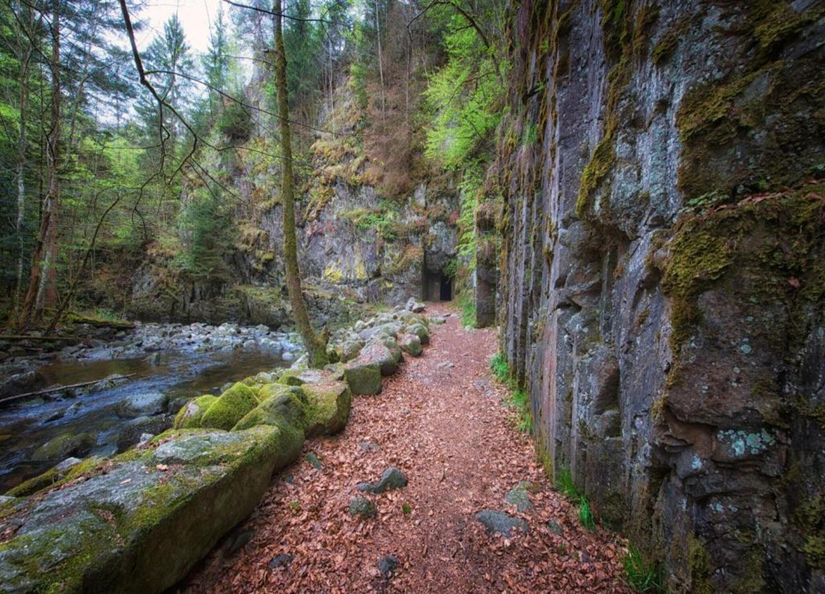 A forest path with a stream, surrounded by moss-covered rocks and dense trees.