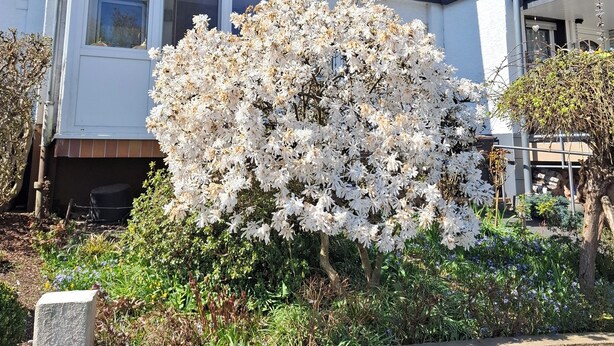 Un immeuble résidentiel avec un grand arbuste en fleurs devant.