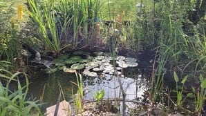 Un jardin avec un étang, des plantes et une petite statue d’agneau.