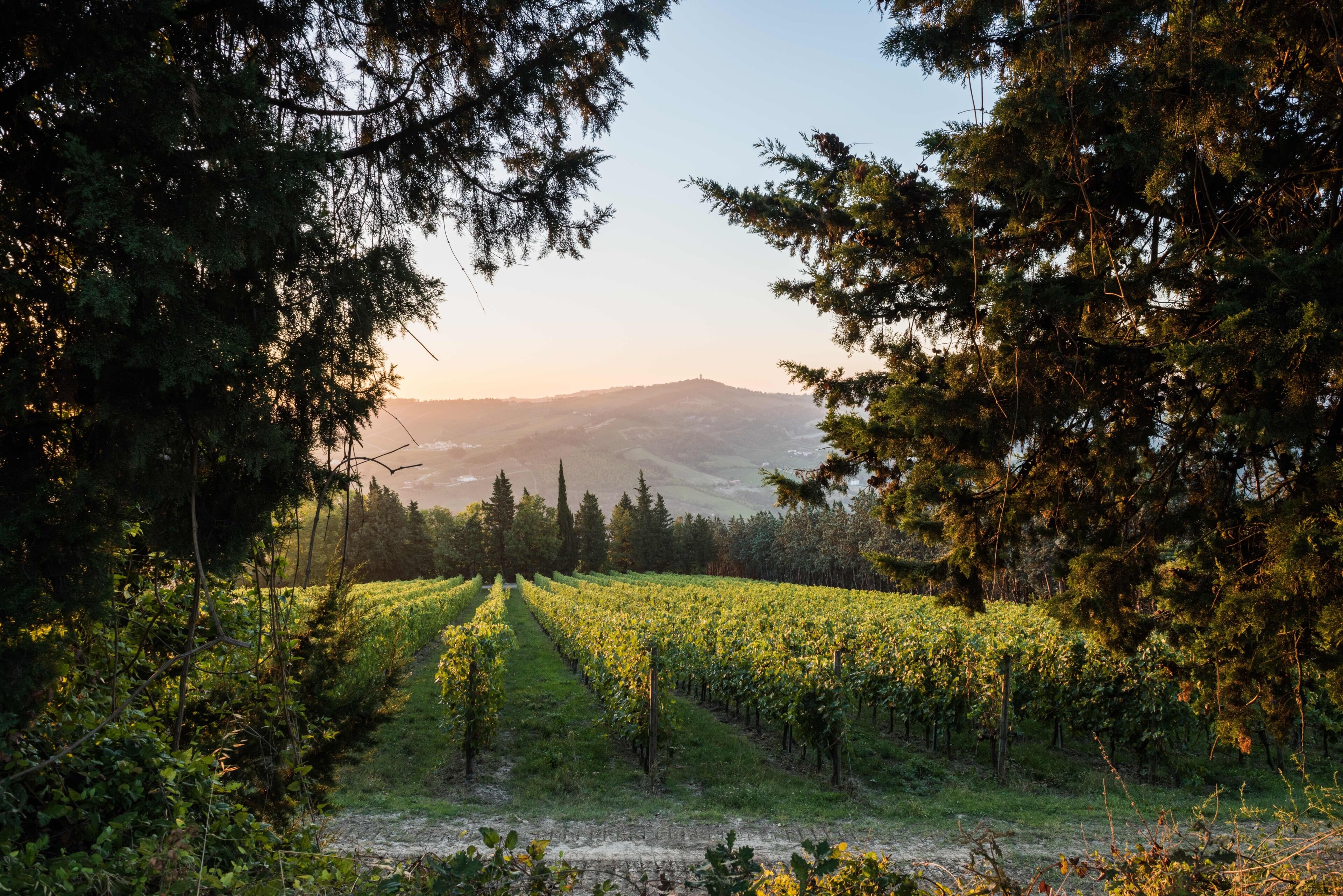Un vignoble avec des rangées de vignes, entouré d’arbres, et une montagne en arrière-plan.
