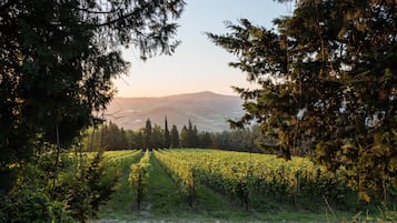 Un vignoble avec des rangées de vignes, entouré d’arbres, et une montagne en arrière-plan.