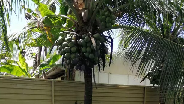 Una piscina con borde azul, rodeada de palmeras y una valla.