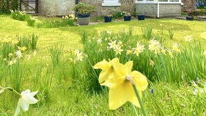 A stone house with a gabled roof, a large window, and a garden with daffodils. - Super Pet-Friendly, Loch Front Cottage with Direct Loch Access and Games Room (Inveraray)
