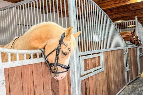 Quietly located vacation villa for horse lovers