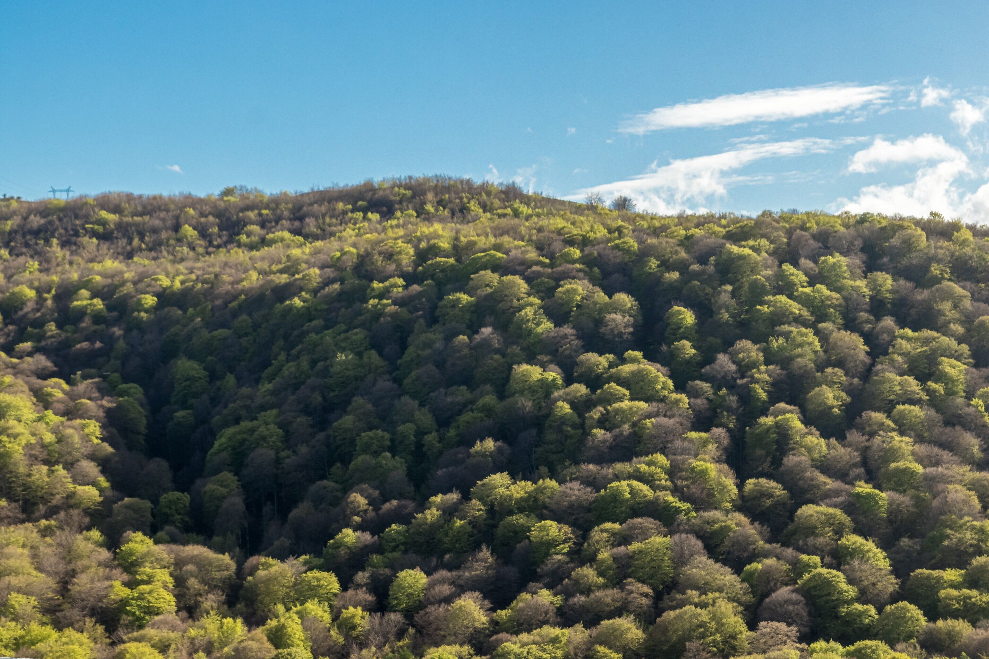 Une colline boisée et densément couverte d’arbres, sous un ciel dégagé.