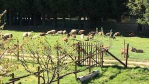A fenced outdoor area with trees and a wooden fence. - Agriturismo Fiorella (Celico)