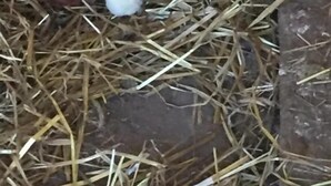 A chicken coop with straw bedding and a small chick. - Agriturismo Fiorella (Celico)