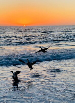 Beach nearby - `Grove` Historic Beachside Cottage Apt 1/1 (Indian Rocks Beach)