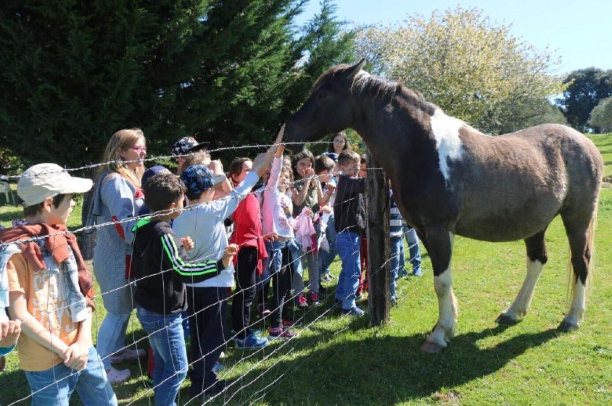Een groep mensen die een paard achter een hek bekijken.