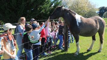 Een groep mensen die een paard achter een hek bekijken.