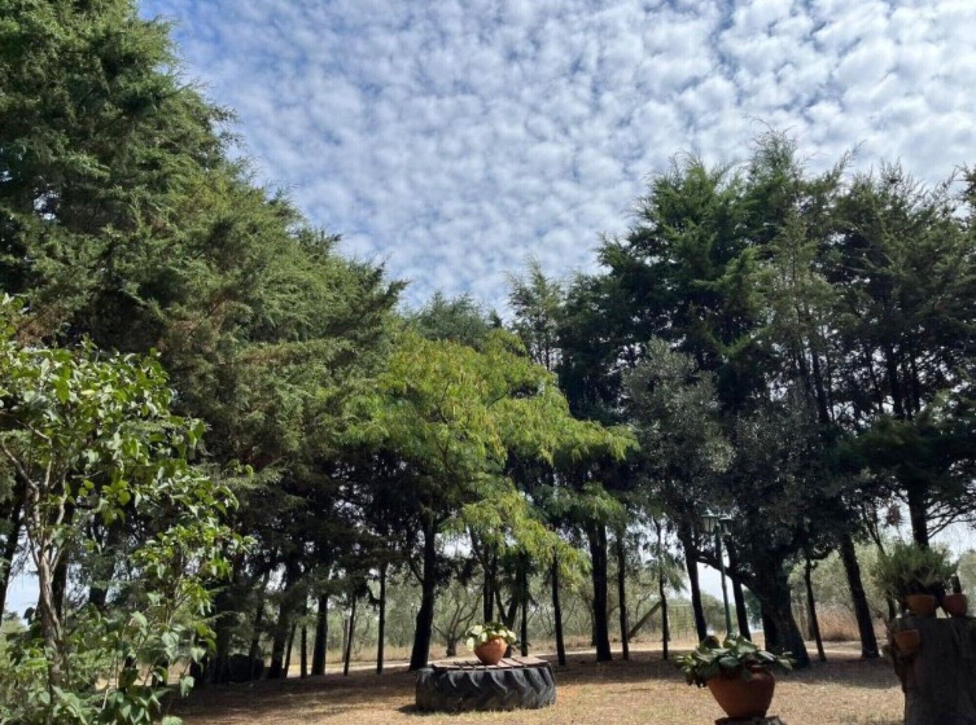 Un área boscosa con árboles altos y cielo despejado.