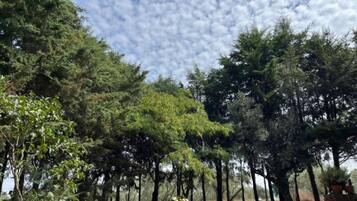 Un área boscosa con árboles altos y cielo despejado.