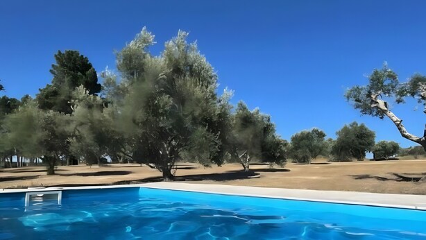 A clear blue swimming pool with a tree-lined background.