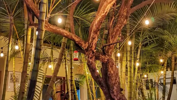 A covered outdoor area with bamboo plants and string lights.