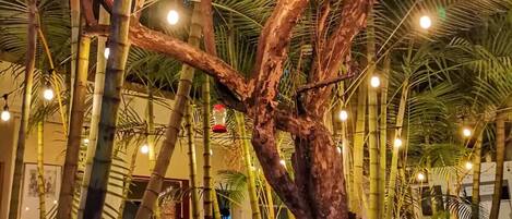 テラス / パティオ