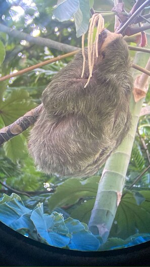 A hanging plant with long, thin leaves and a brown, fuzzy texture. - Romantic Jungle Cabin with Sloth Views & Arenal Volcano (La Fortuna)