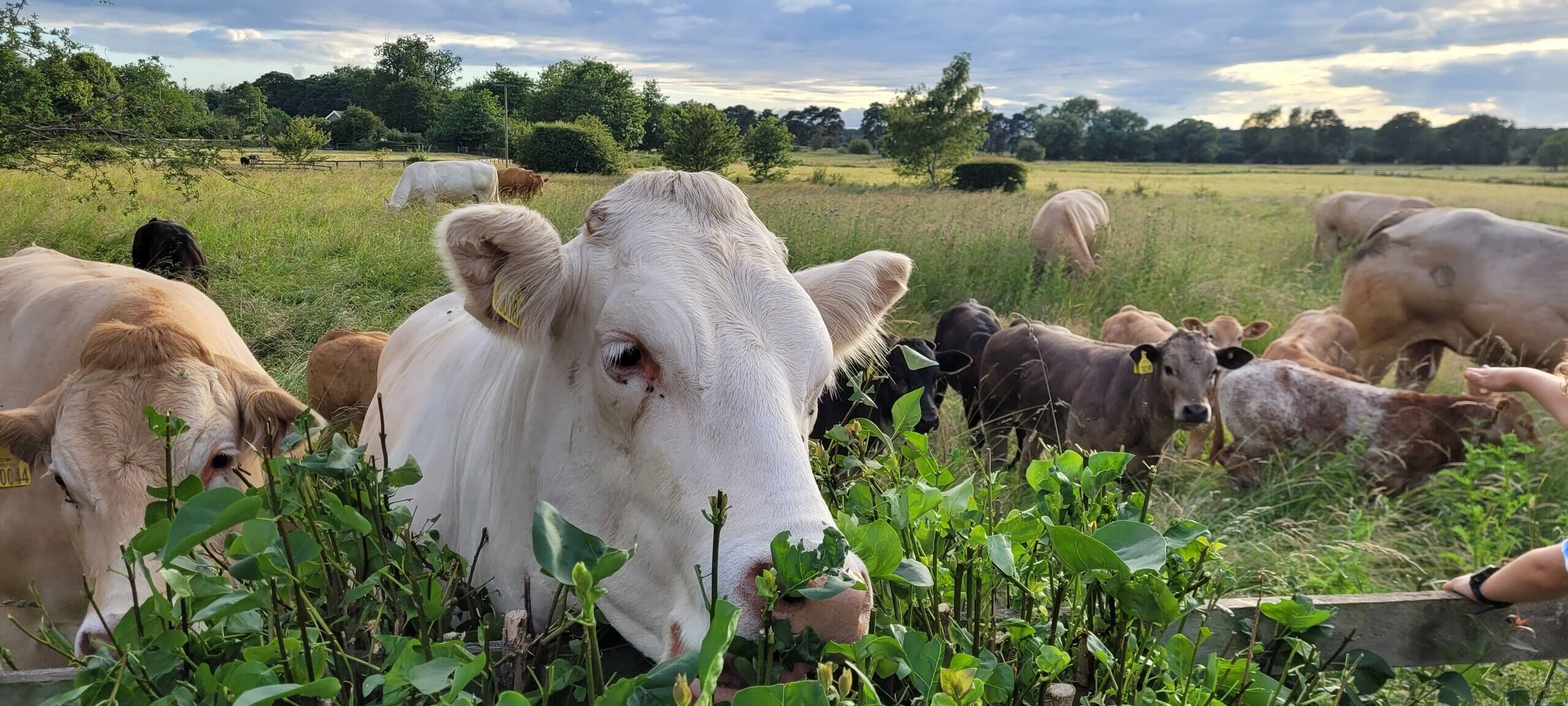 Un troupeau de vaches dans un champ, avec une clôture au premier plan.
