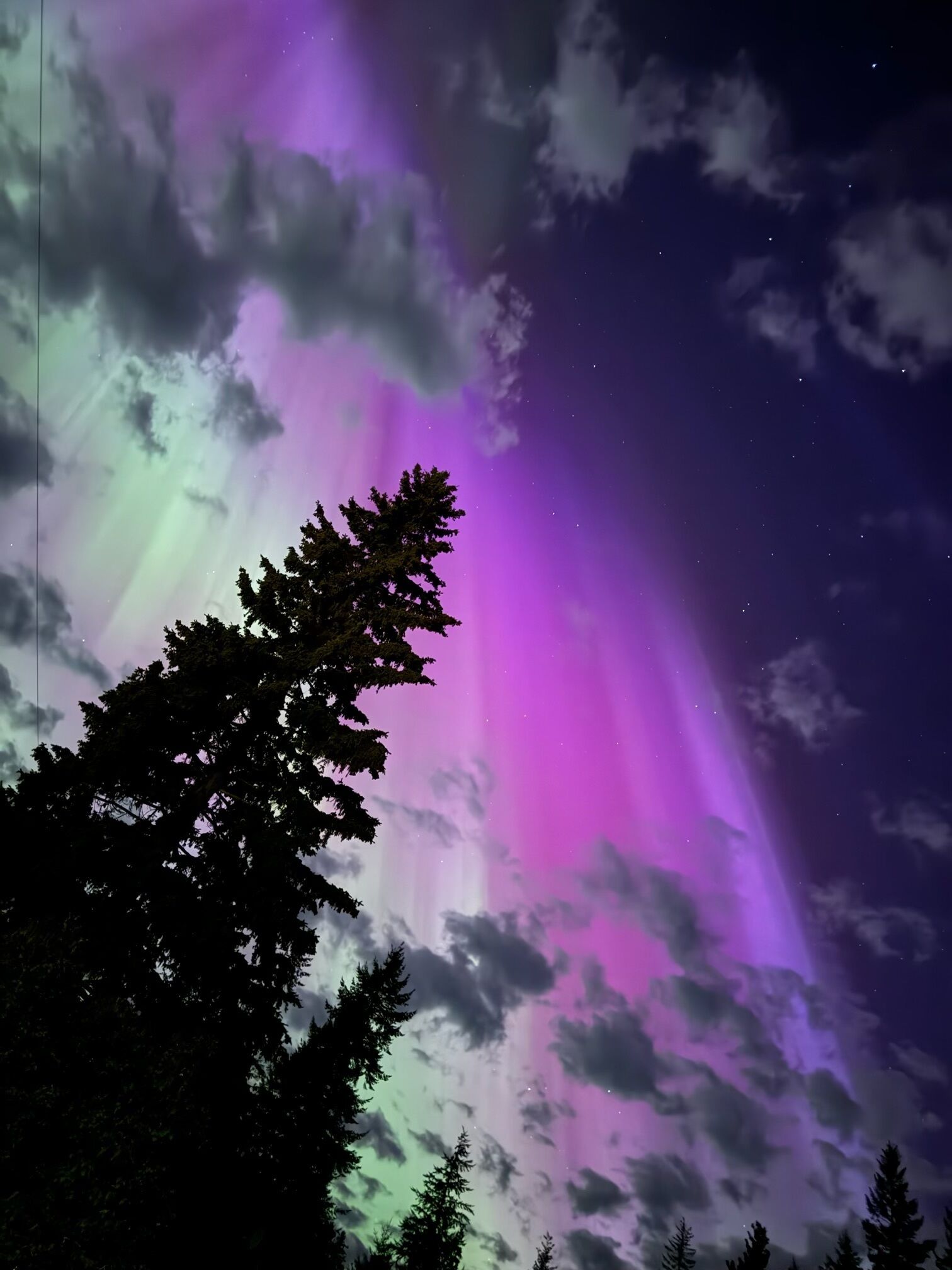 Un ciel nocturne illuminé par des aurores boréales, avec des arbres se découpant en silhouette.