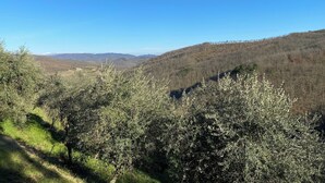 A hilly landscape with olive trees and a clear blue sky. - ANCIENT HOUSE OF NEL CHIANTI FOR 10 PEOPLE (Toscana)