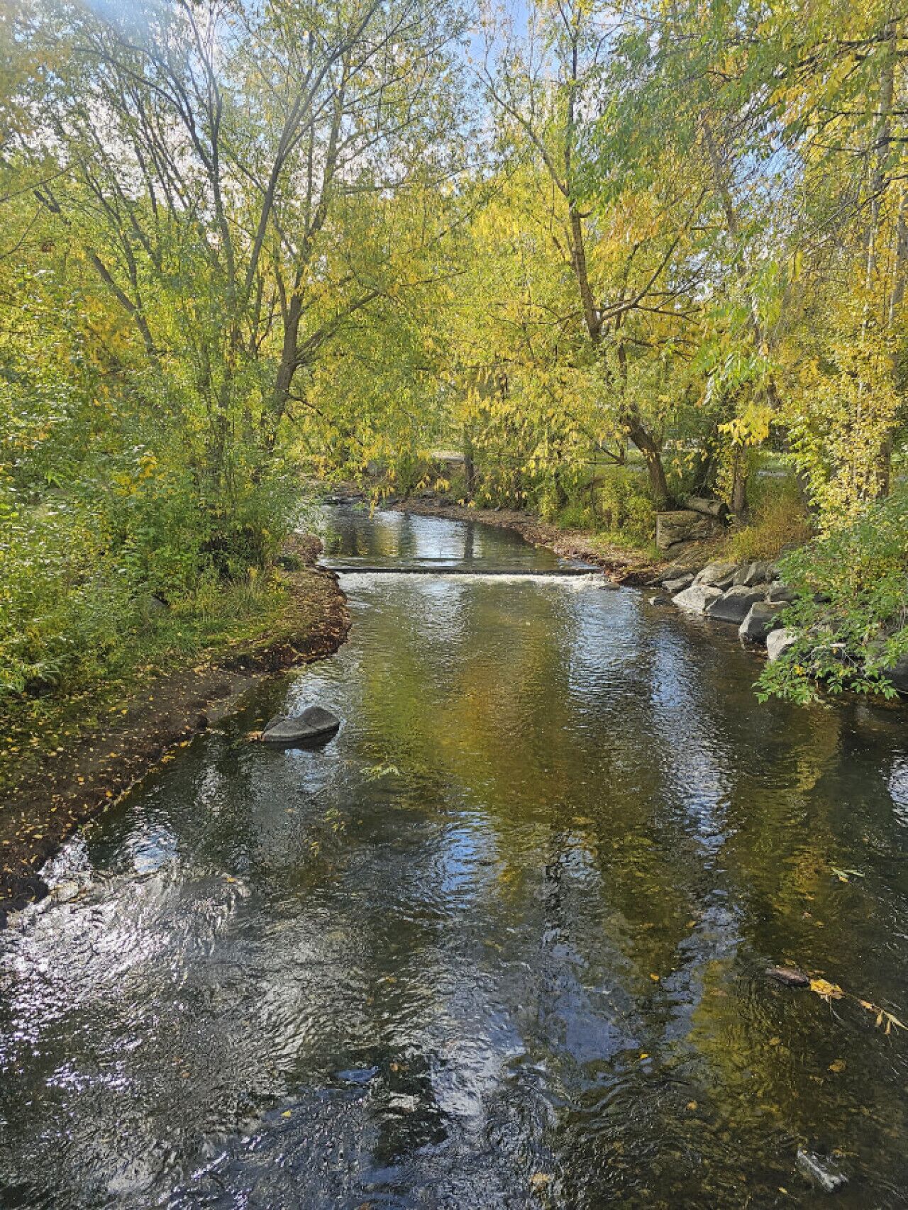 Un río tranquilo fluye por una zona boscosa con vegetación densa y rocas a lo largo de las orillas.