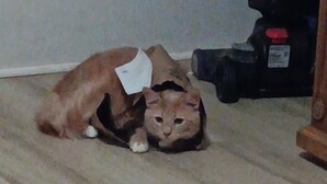 Een kat die op een houten vloer ligt, met een label om zijn hals.