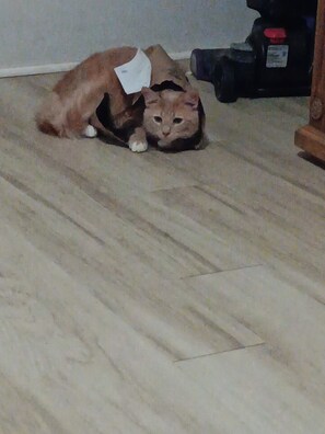 Pet-friendly - Cozy 1-bedroom house in quaint Roanoke Rapids with AC (Roanoke Rapids)