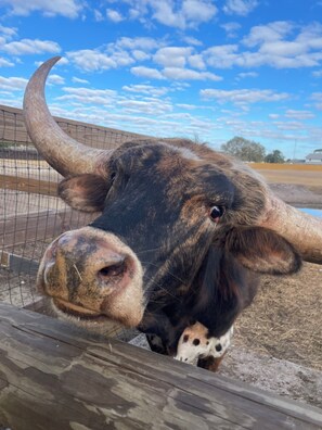 Miscellaneous - Serene 1-bedroom Room in Ostrich Ranch estate with private Entrance in Sebring (Sebring)