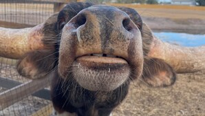 Un gros plan du visage d’une vache, avec une clôture en bois en arrière-plan.