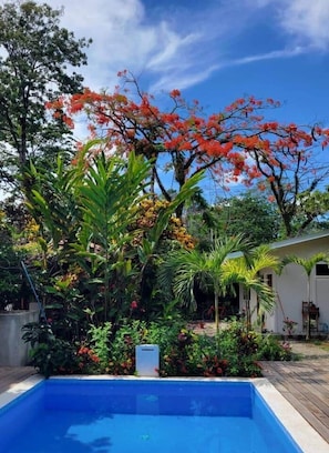 A swimming pool surrounded by lush greenery and a variety of plants. - Mecca- Casita de Reina (Cahuita)