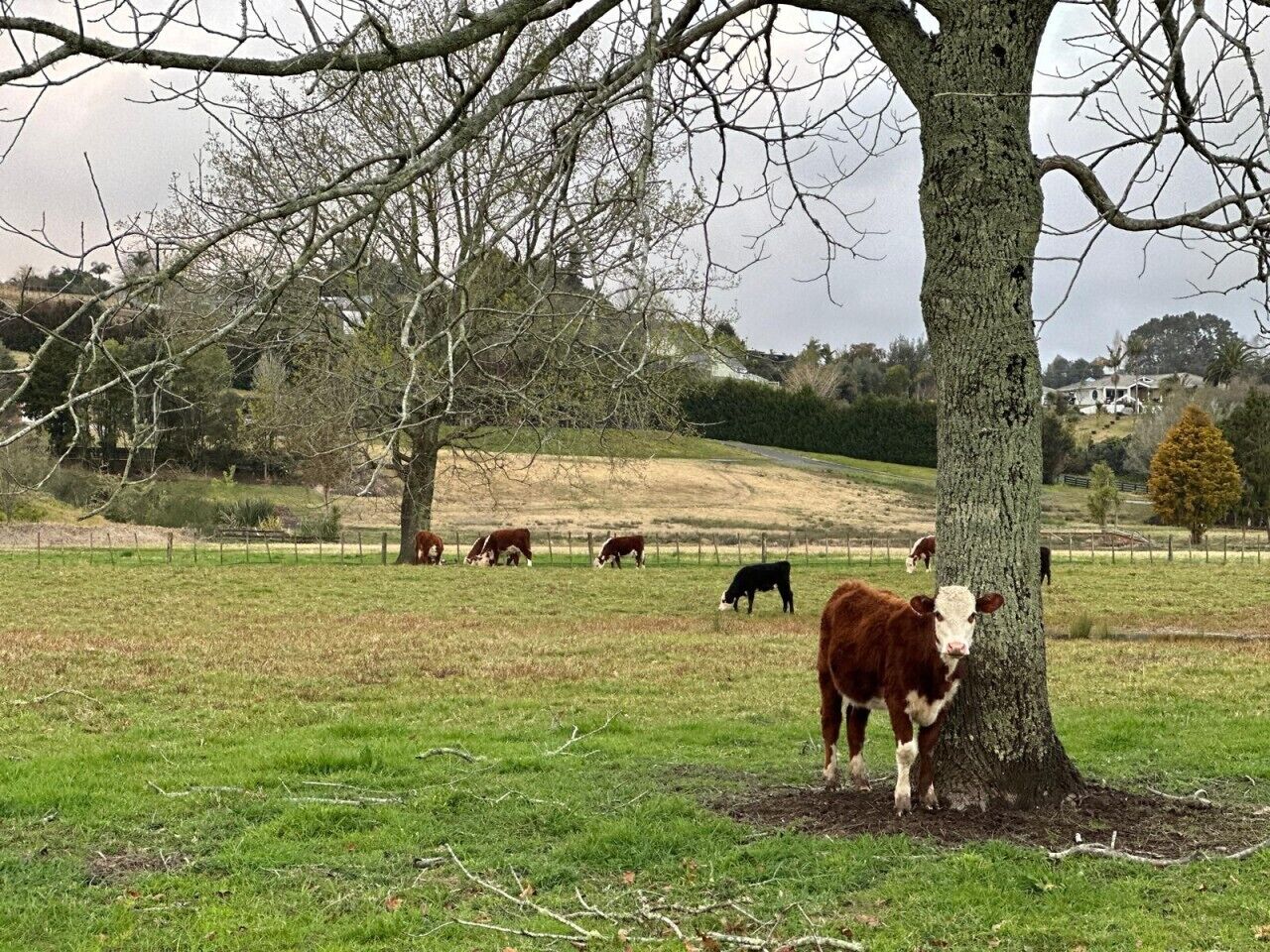 Paisaje rural con un árbol, un campo de hierba y vacas pastando.