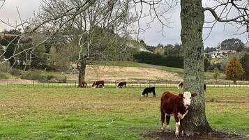 Paisaje rural con un árbol, un campo de hierba y vacas pastando.