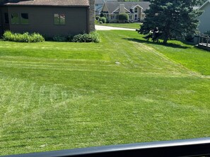 A residential lawn with a house in the background.